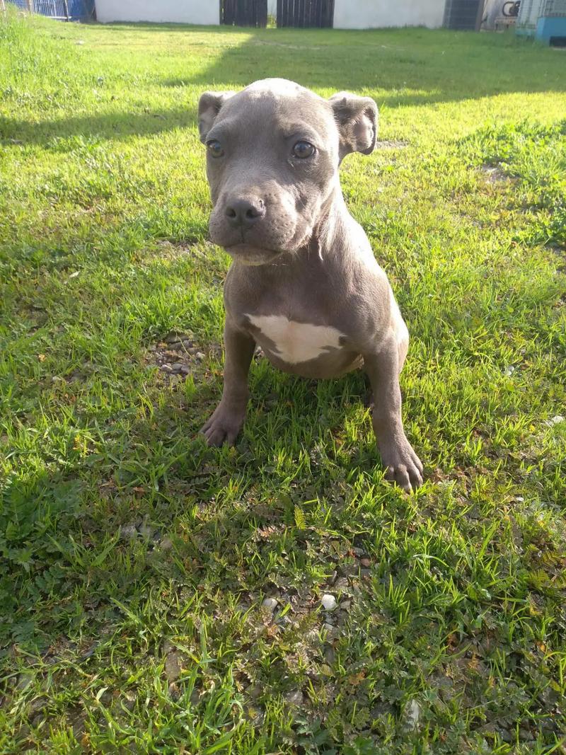 Female bluenose pitbull puppy 5 0 0 firm for sale in Moreno Valley, CA