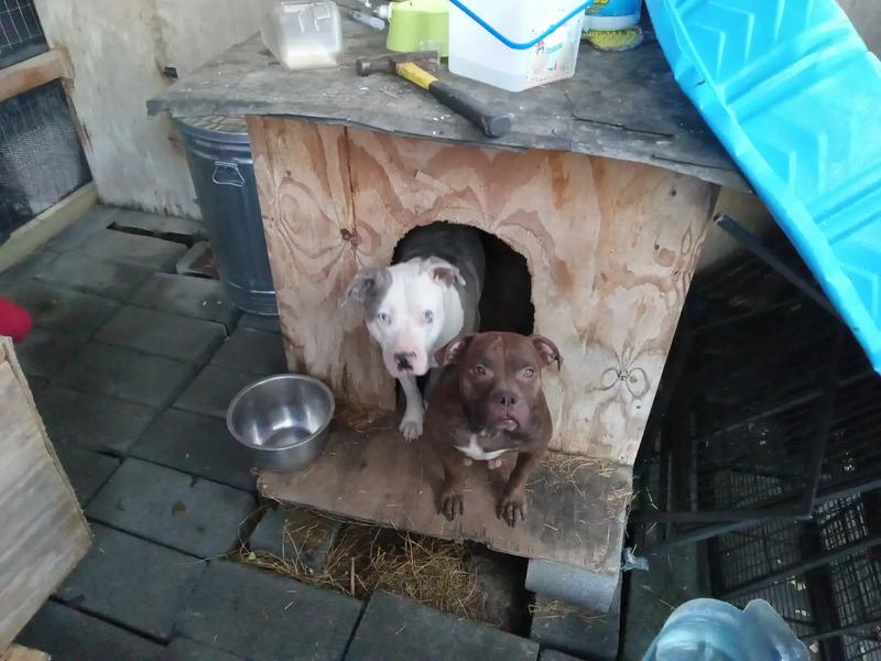 American bulldog puppies 2 liters are ready now!!! Are on victor hard