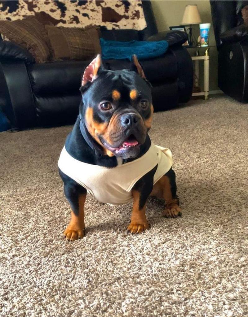 American pocket bully for sale in Tyler, TX 5miles Buy and Sell