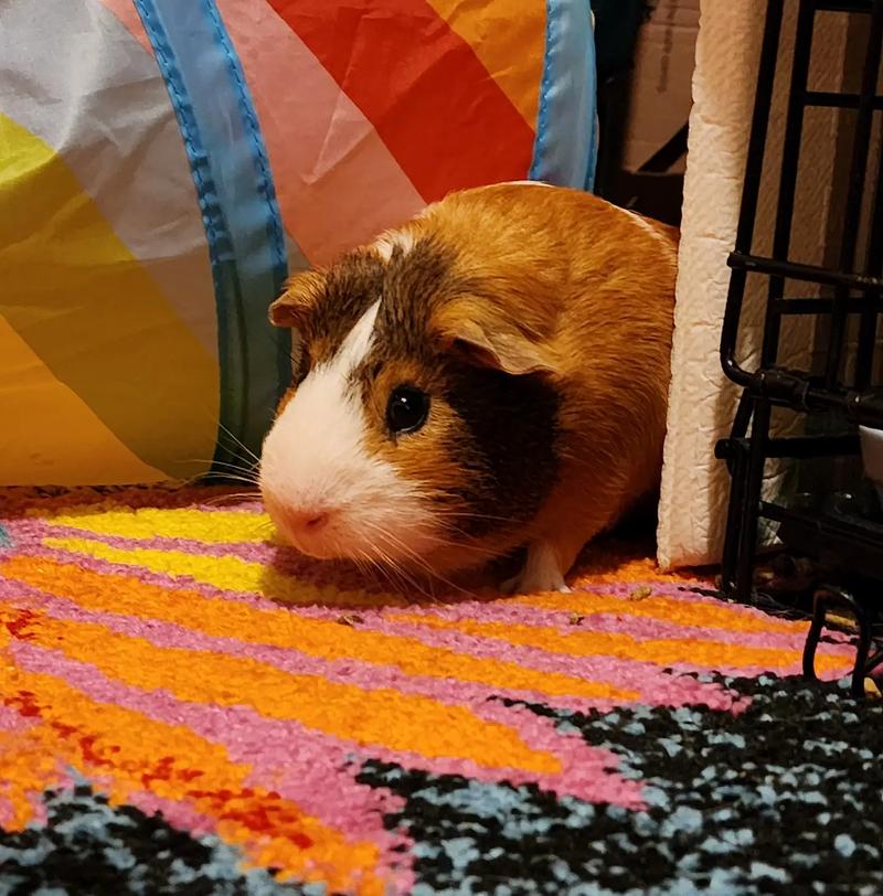 Rent a Guinea pig service for 7 days in Silver Spring, with Ensure