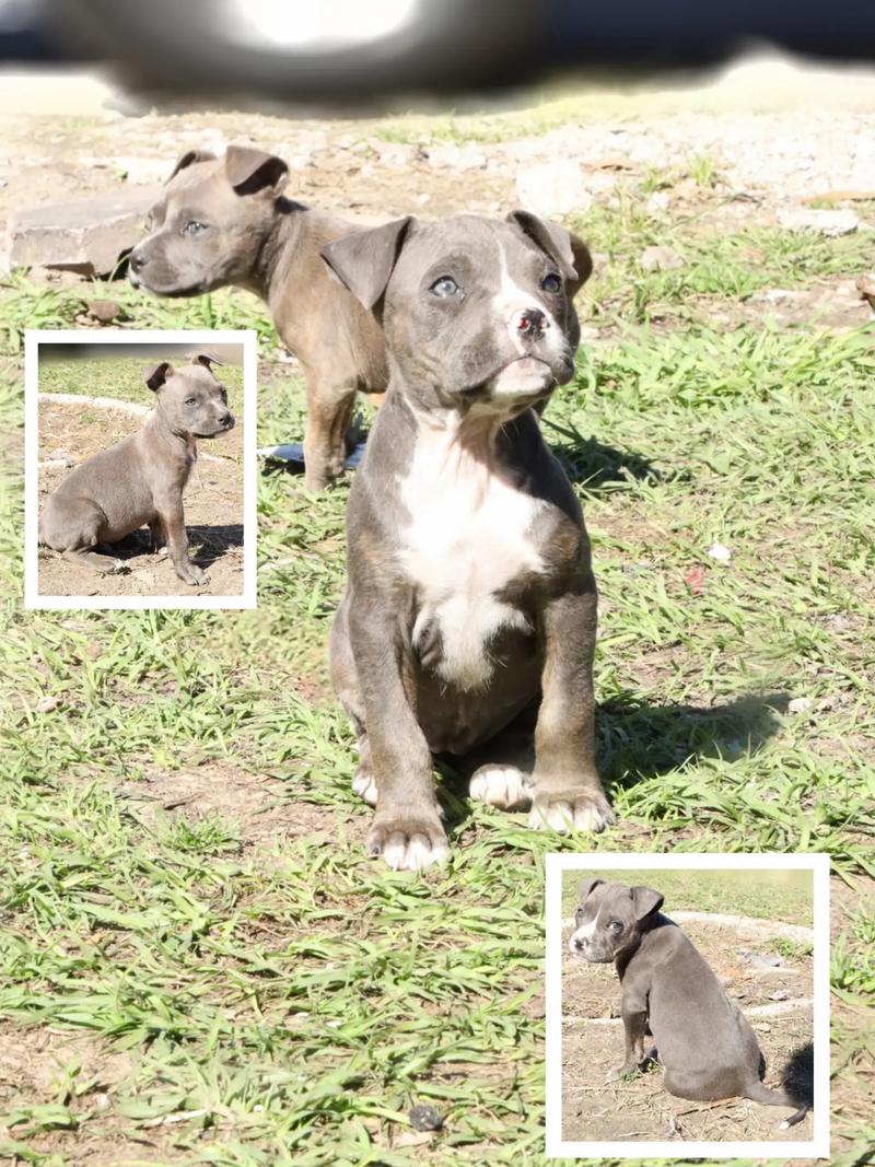 Blue nose pitbull puppies (full blooded) for sale in Houston, TX