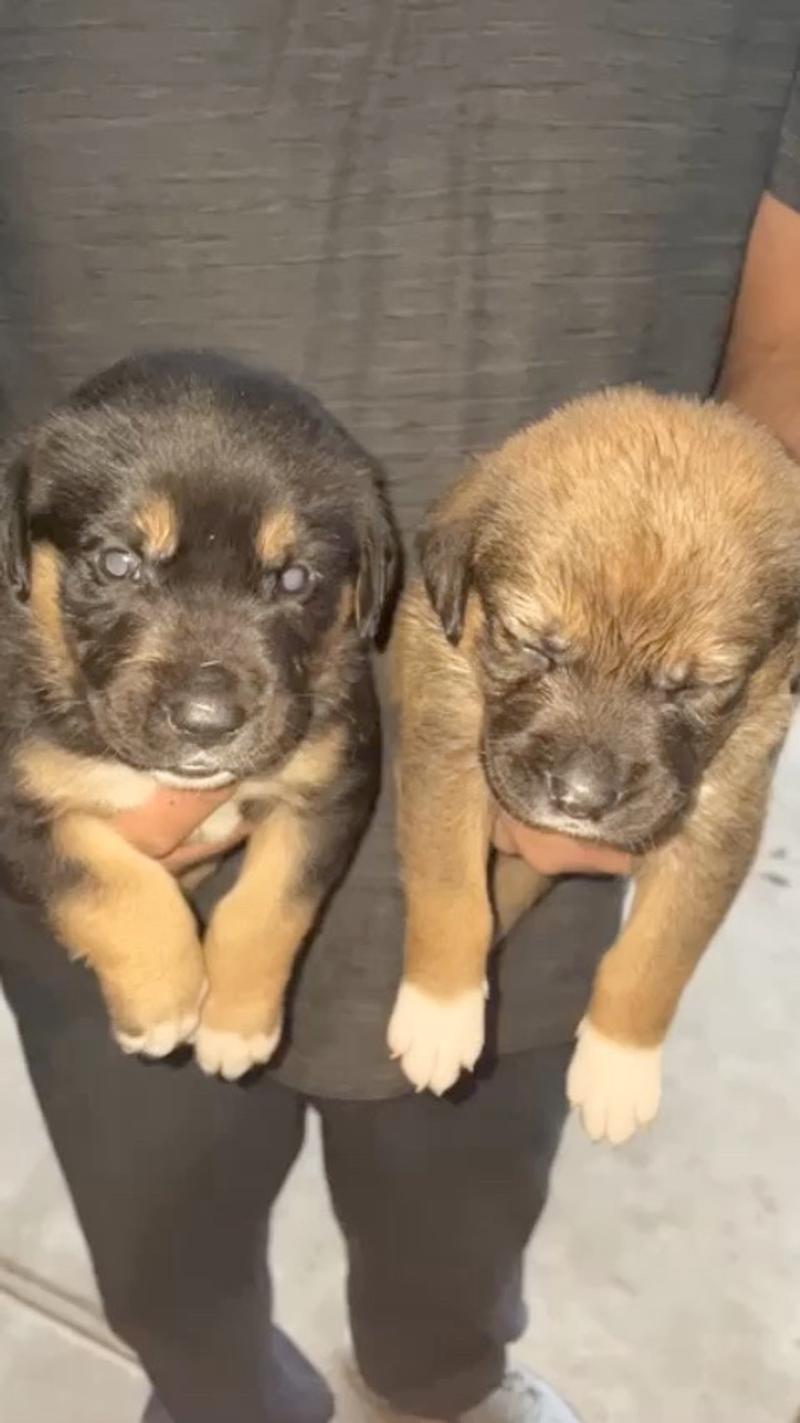Rottweiler mix pitbull puppy for sale in Fort Worth, TX 5miles Buy