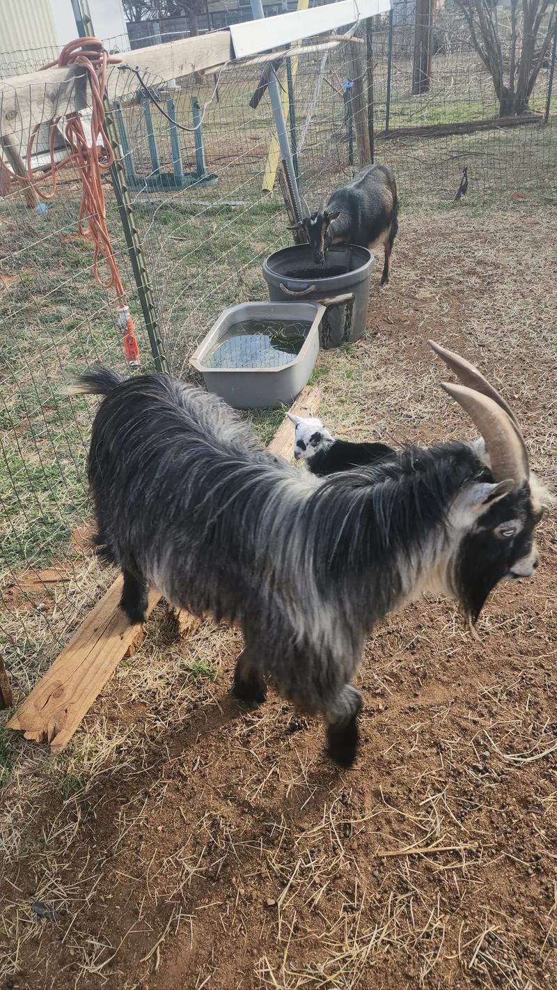 Nigerian Pygmy goats. TRIO OF GOATS to rehome for sale in Abilene, TX