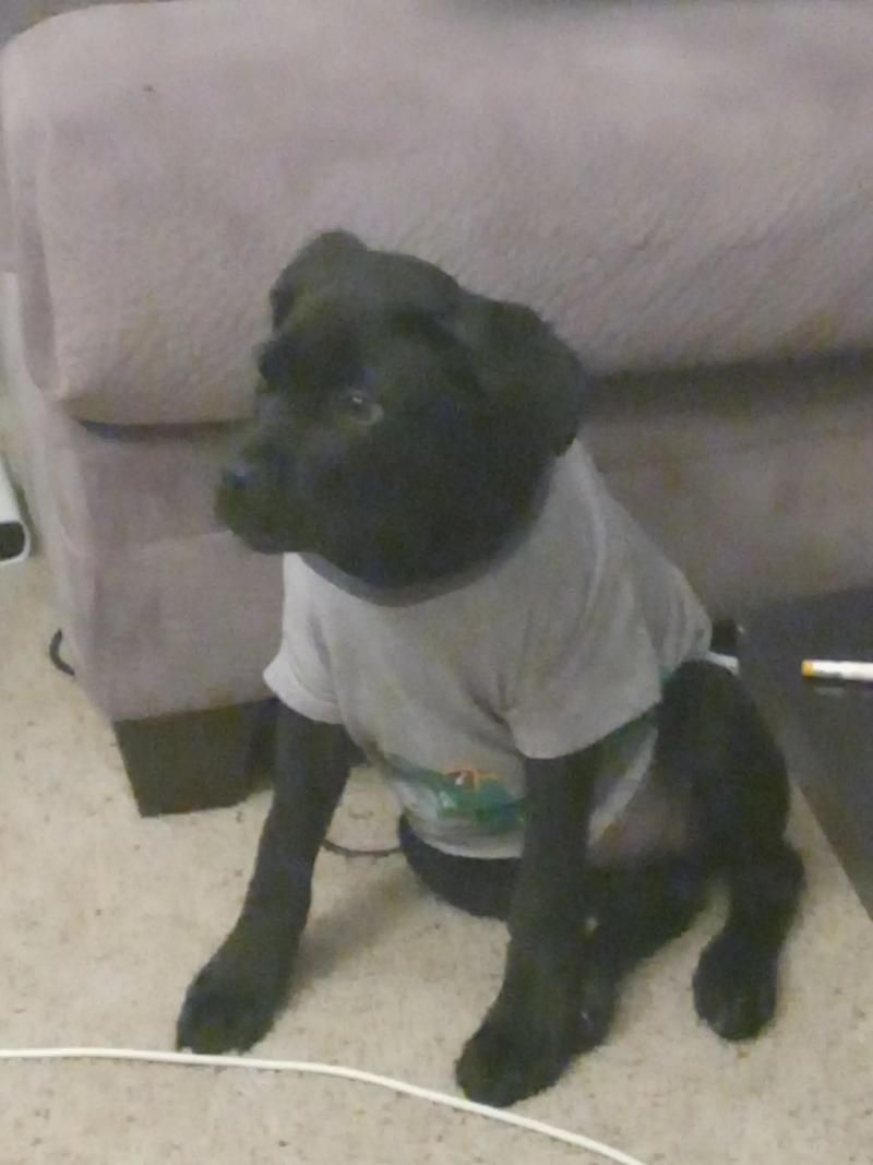 Cane Corso for sale in Dallas, TX 5miles Buy and Sell