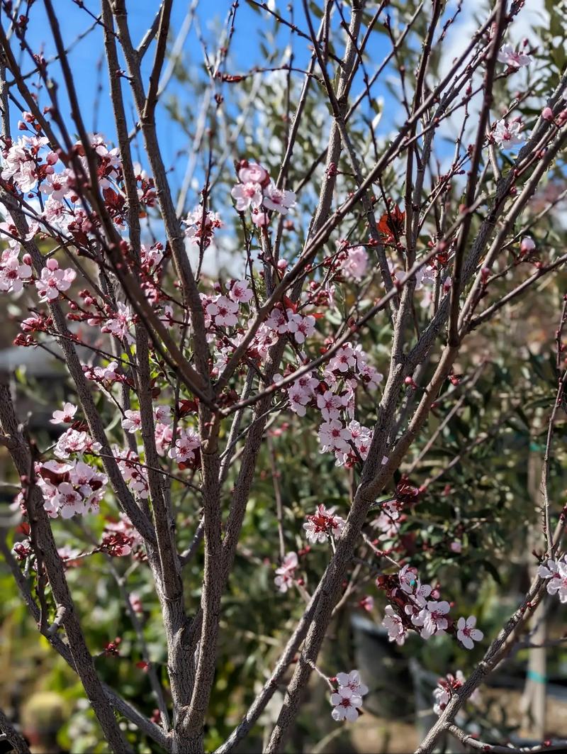 Purple Leaf Plum Tree for sale in Paramount, CA 5miles Buy and Sell