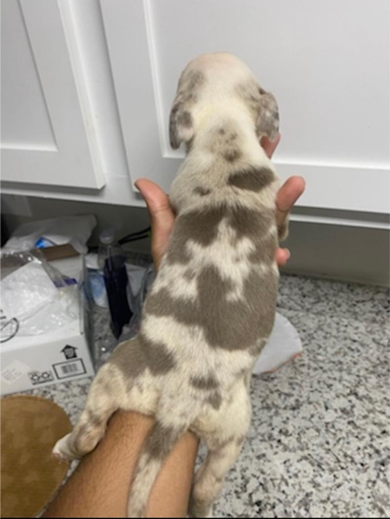 Female Pitbull puppies for sale in Houston, TX 5miles Buy and Sell