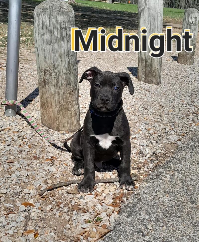 American Pitbull pup for sale for sale in Dallas, TX 5miles Buy and Sell