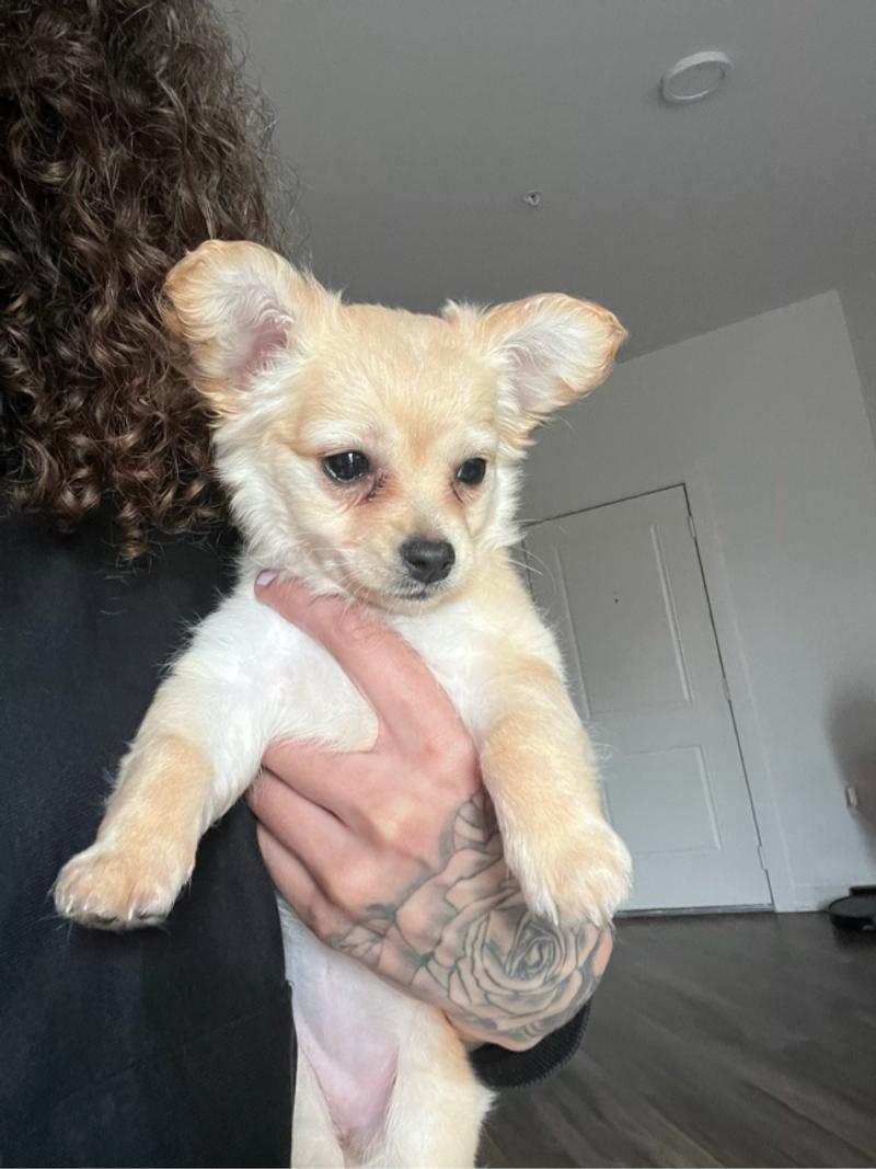 Long hair chihuahua puppies for sale in Southlake, TX 5miles Buy and