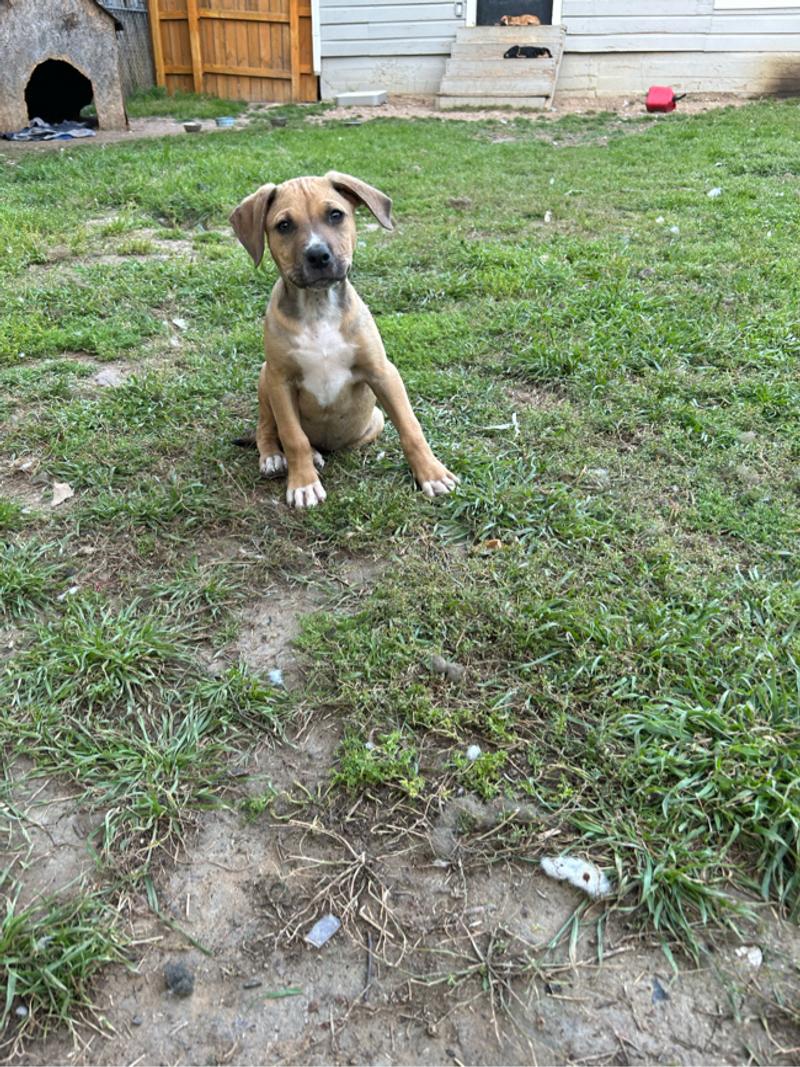 Rottweiler mix pitbull puppies for sale in Fort Worth, TX 5miles Buy