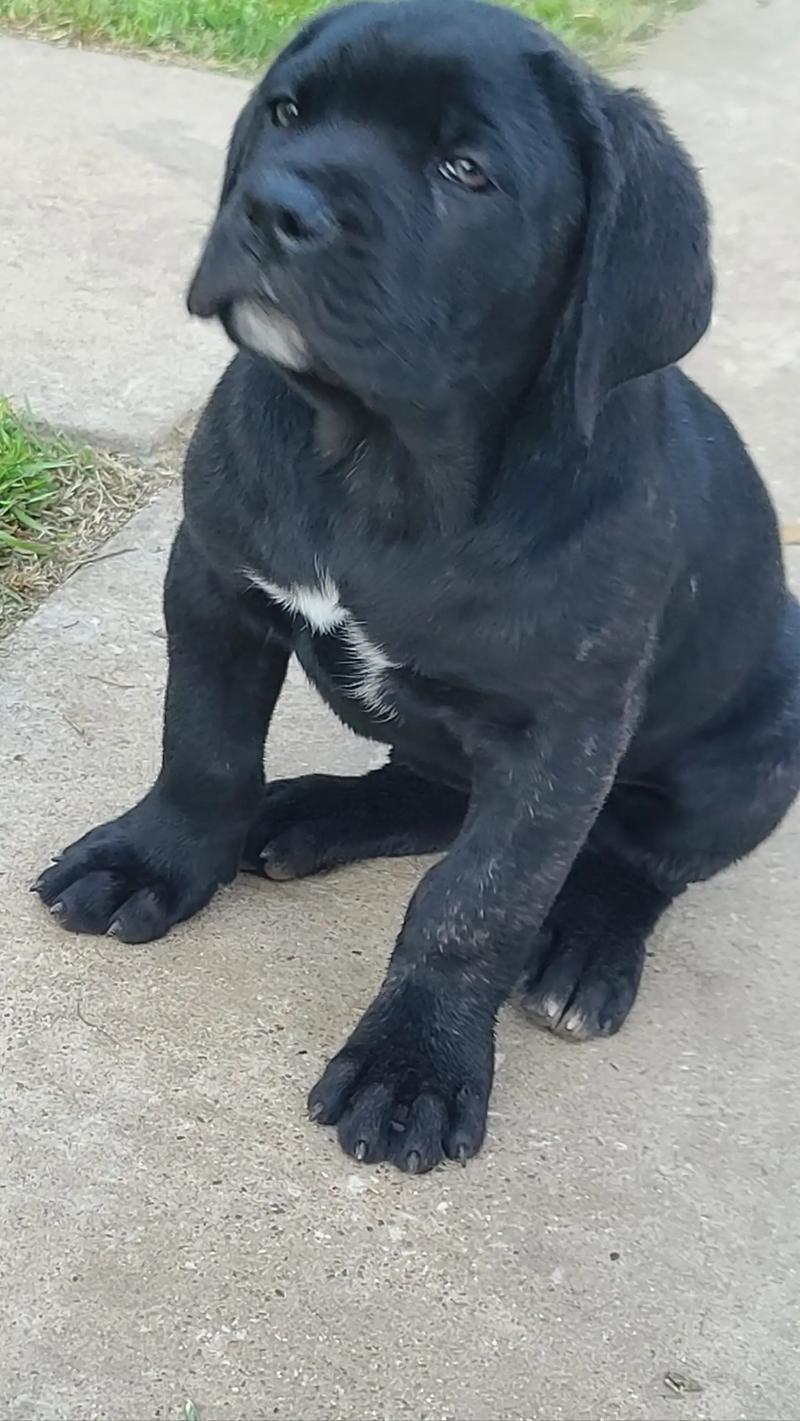 Cane Corso Puppy Female( if post is up that means its available) for sale in Fort Worth, TX