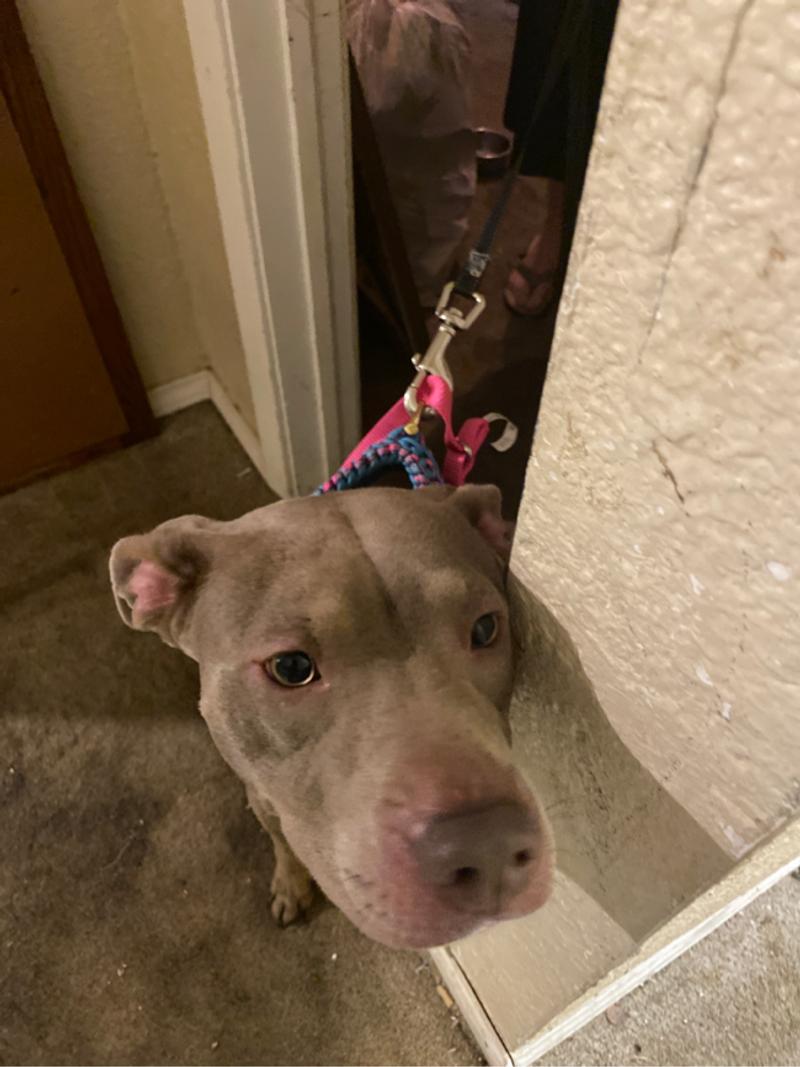 Selling my dog cant gave her anymore read the description please for sale in Red Oak, TX