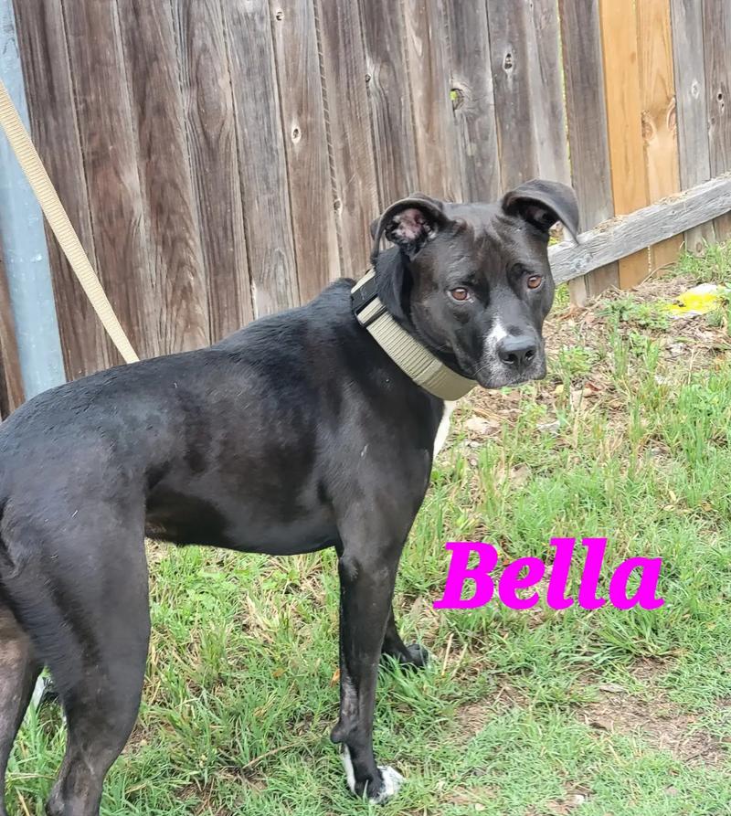 Free to a good home Lab/pit bull/Australian shepherd mix for sale in