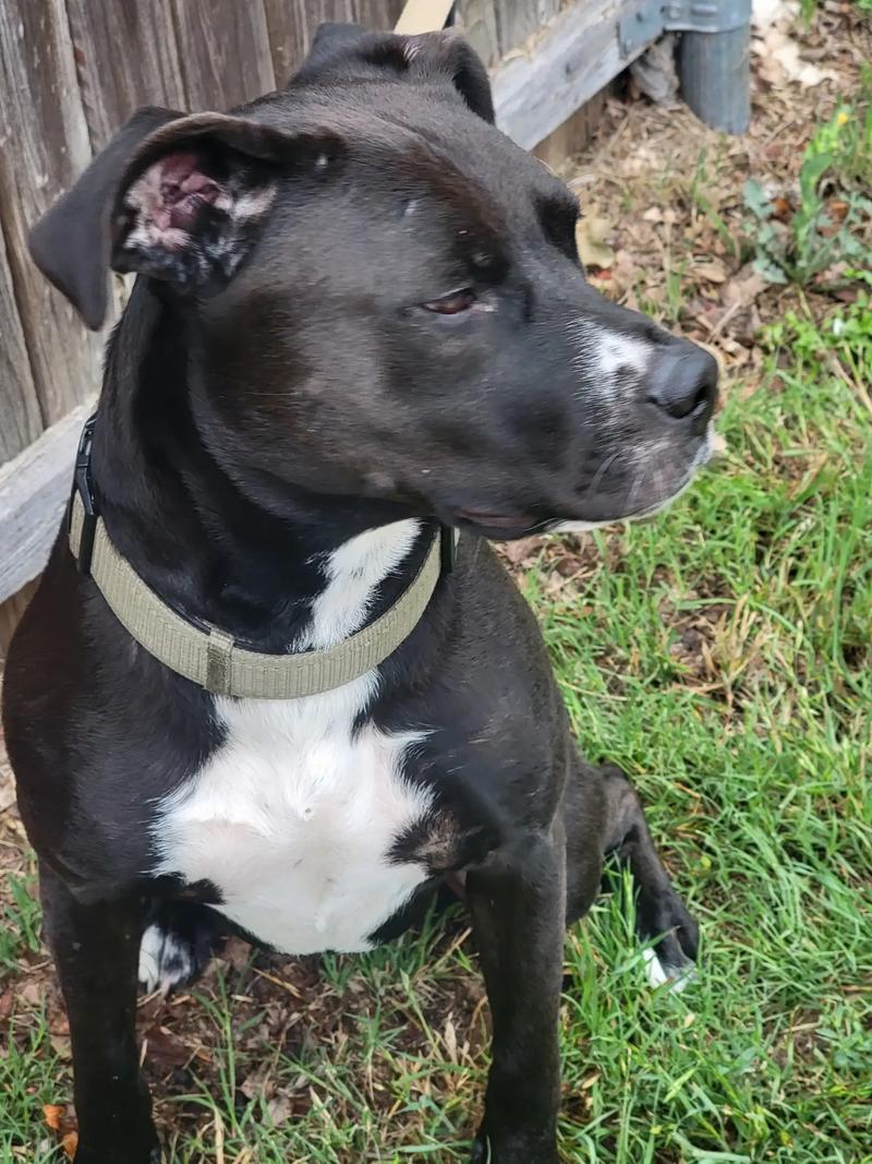 Free to a good home Lab/pit bull/Australian shepherd mix for sale in