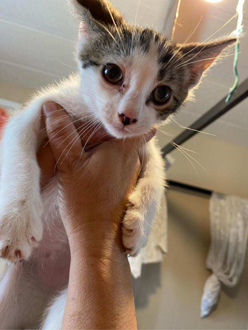 Baby kittens one months and half very playful and potty trained for sale in Torrance, CA