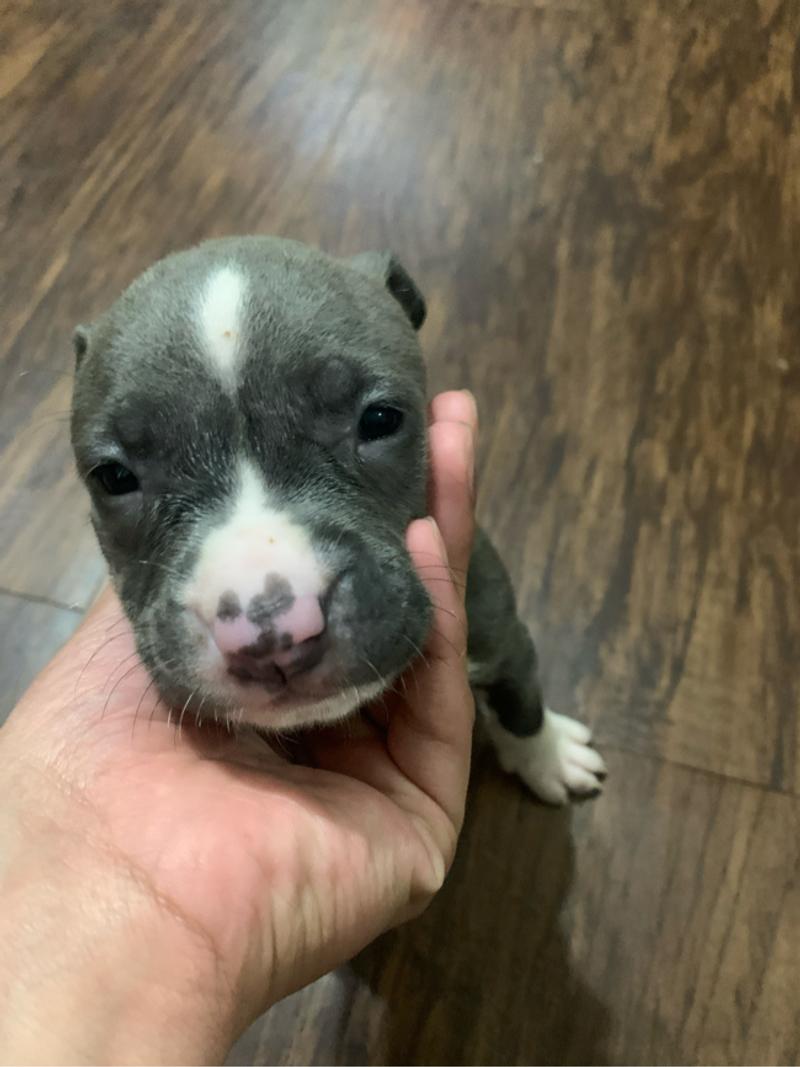 American bully females 100 for sale in Dallas, TX 5miles Buy and Sell