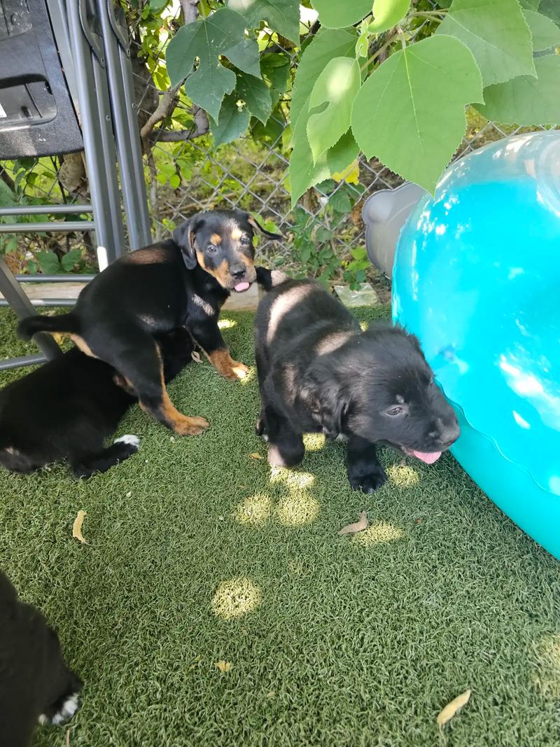 6 girls 4 boys dad is the black lab mix, mom is the golden retriever