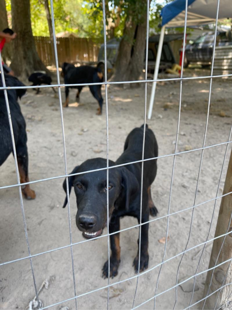 I have two female rottweiler puppies up for adoption for sale in