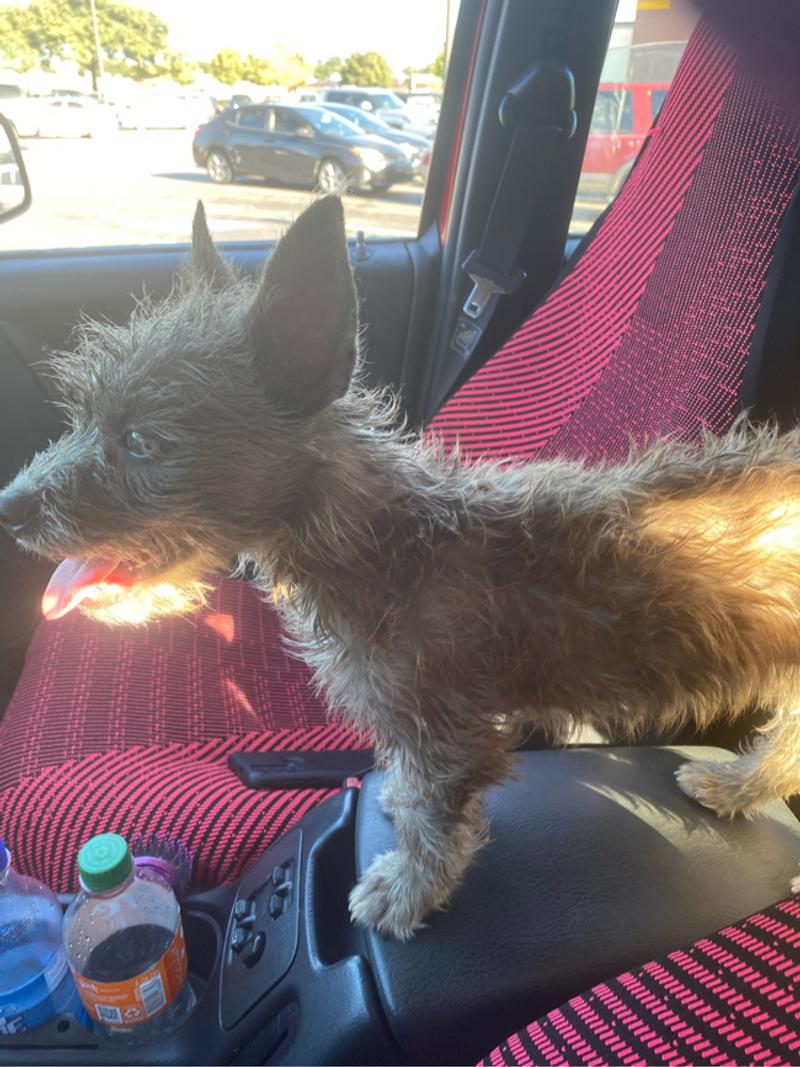 Cairn terrier female puppy FREE NEED GONE NOW for sale in Dallas, TX