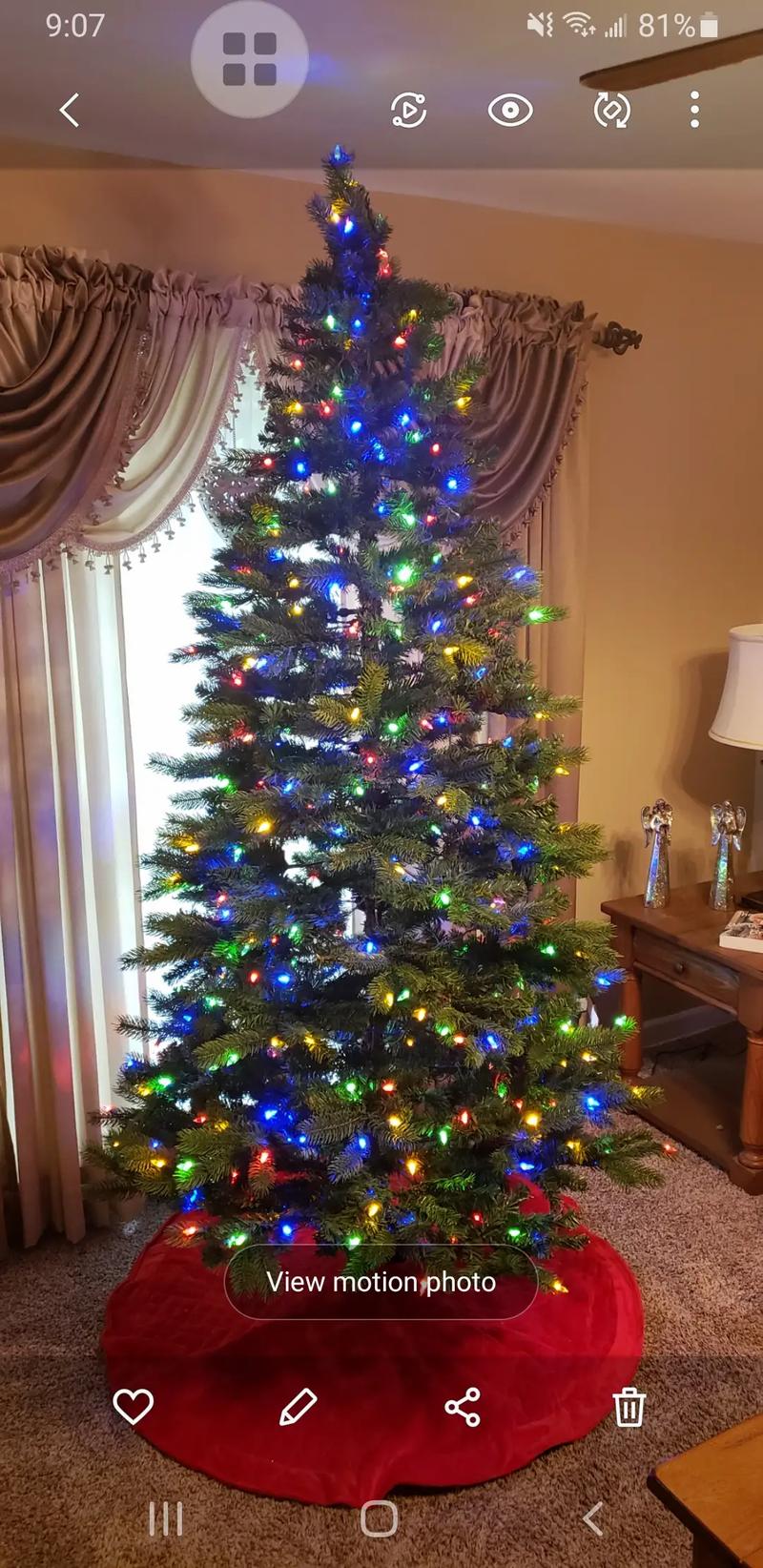 Christmas tree 7 1/2 ft prelit just cut Colorado Spruce Christmas tree