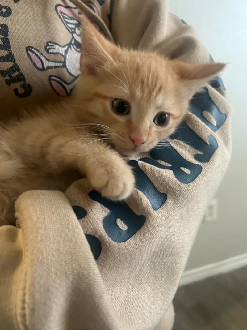 Kittens for sale in Dallas, TX 5miles Buy and Sell