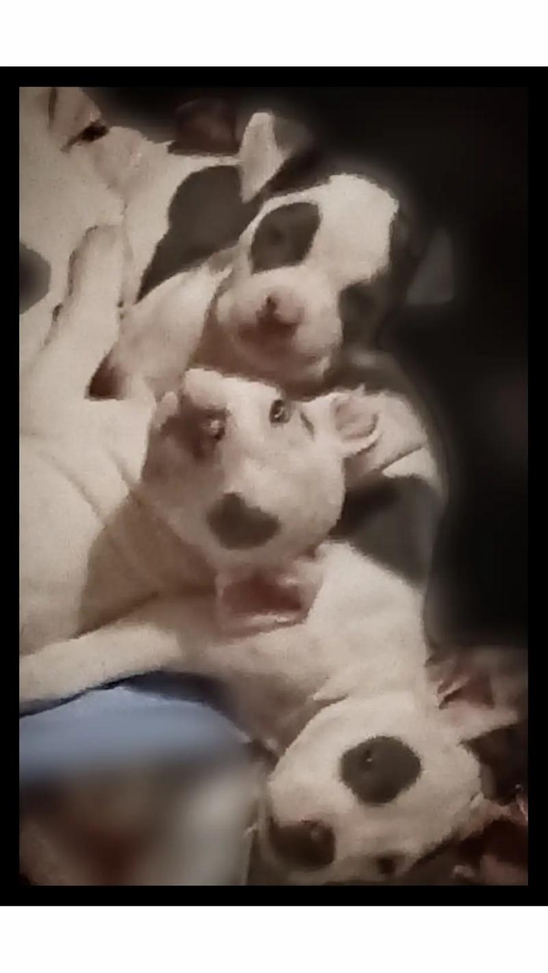 Full blooded pitbull puppies will be taken pics I have left in the next