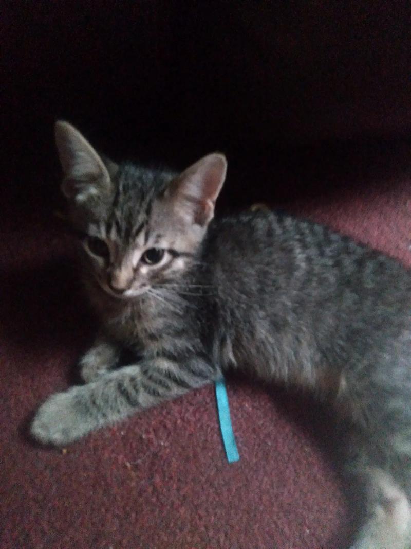 FREE KITTENS for sale in Fort Worth, TX - 5miles: Buy and Sell