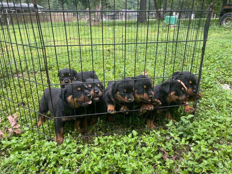 ROTTWEILER PUPPIES for sale in Huffman, TX 5miles Buy and Sell