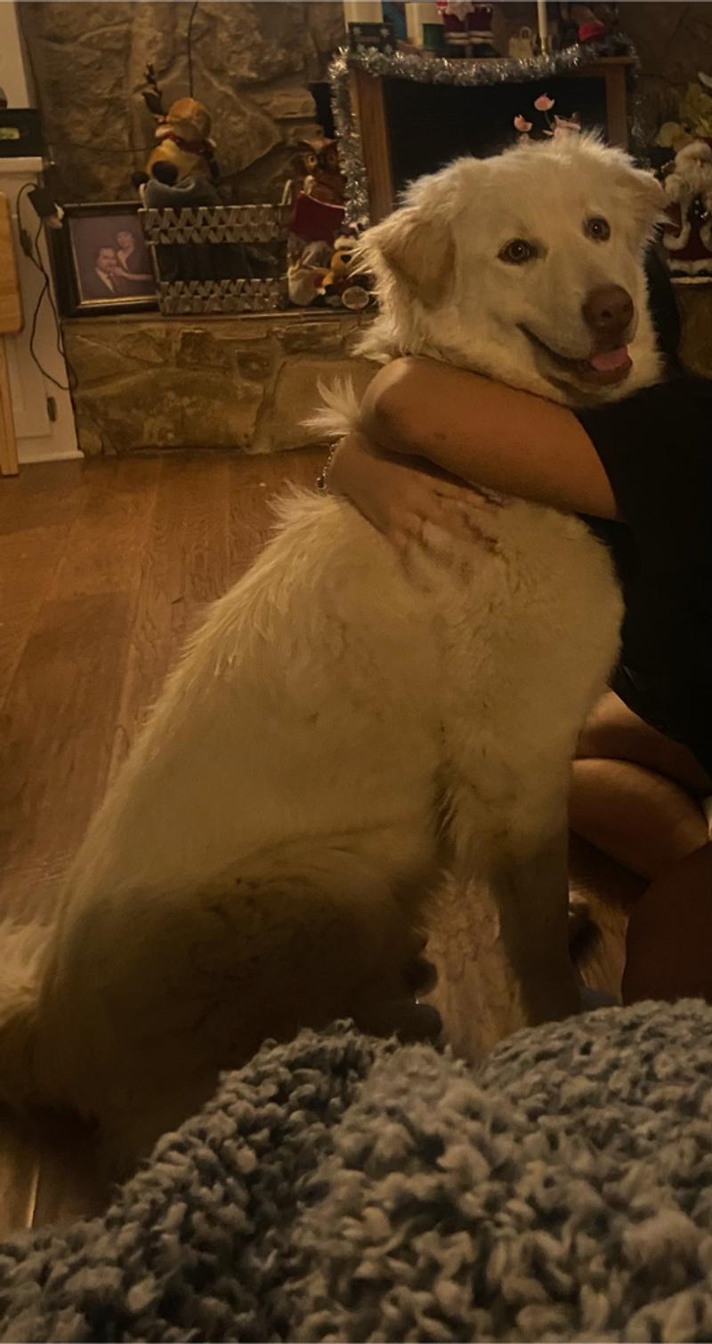 Free dog to good home for sale in Edgecliff Village, TX 5miles Buy